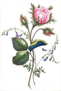 Flower illustration